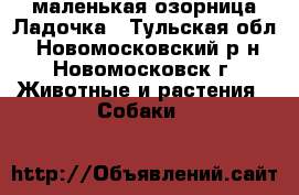 маленькая озорница Ладочка - Тульская обл., Новомосковский р-н, Новомосковск г. Животные и растения » Собаки   